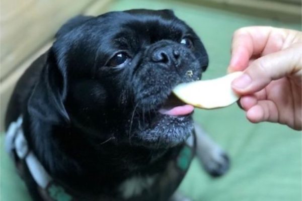 Can Dog Eat Apple Skin? A Guide to Feeding Fruits Safely can dog eat apple skin