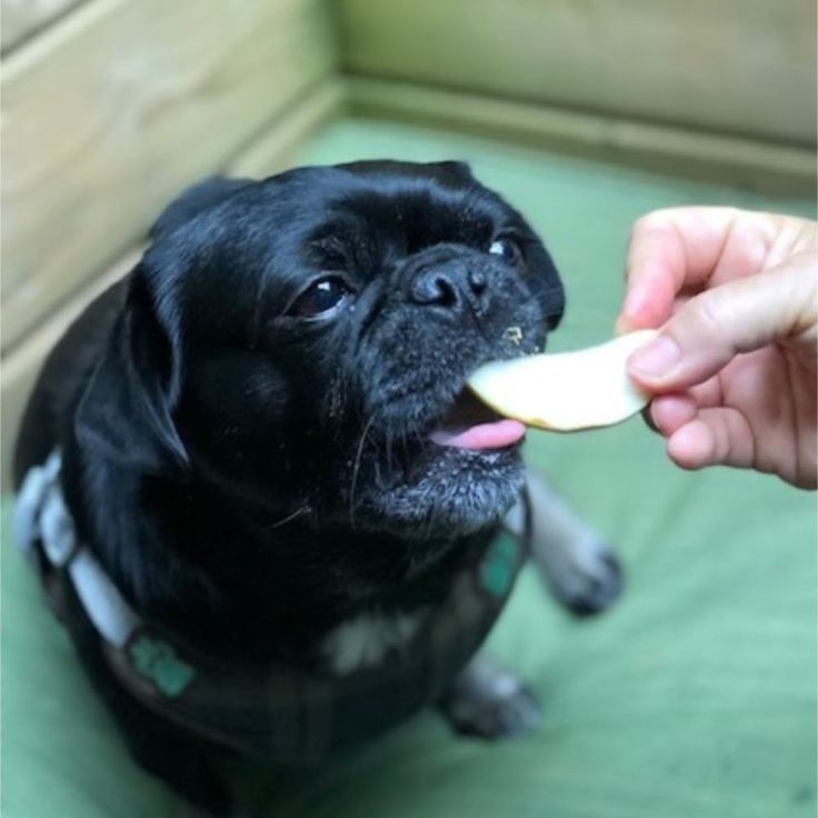 can dog eat apple skin