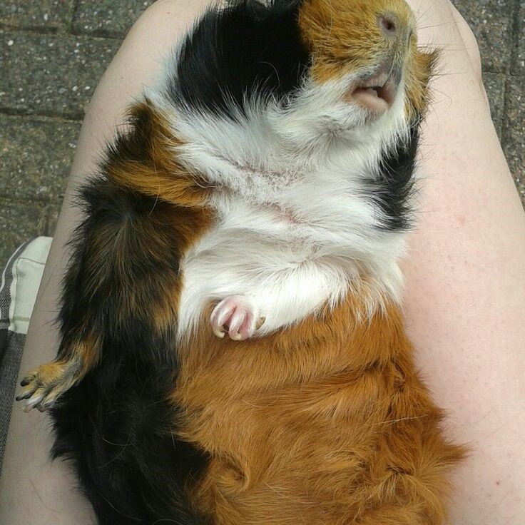 how to sex a guinea pig