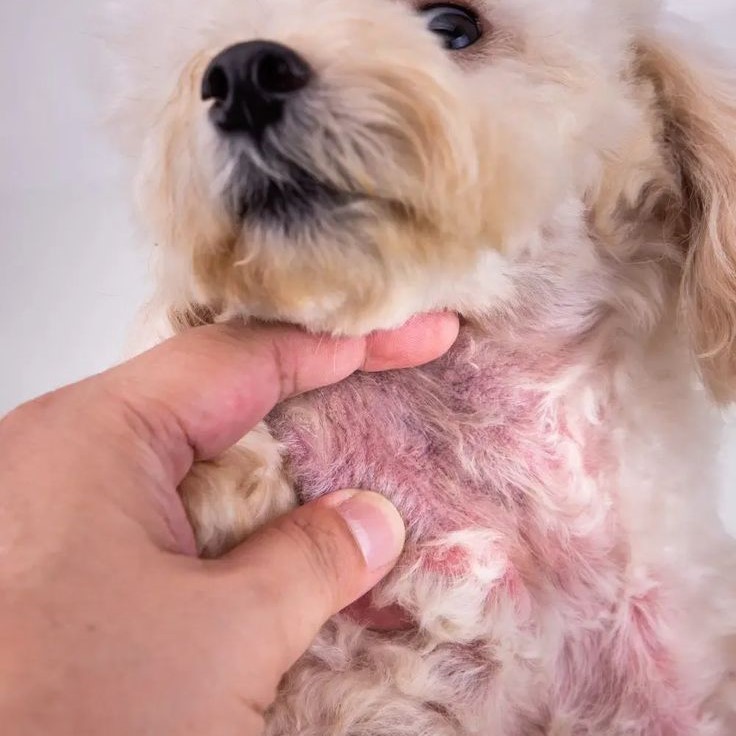 dog skin tag