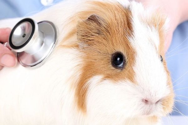 Why Is My Guinea Pig Shaking? Tips for Caring for Your Pet why is my guinea pig shaking