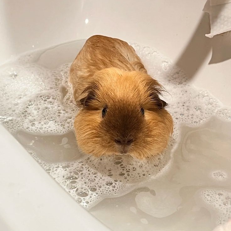 how to bathe a guinea pig