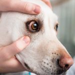 dog red around eyes skin
