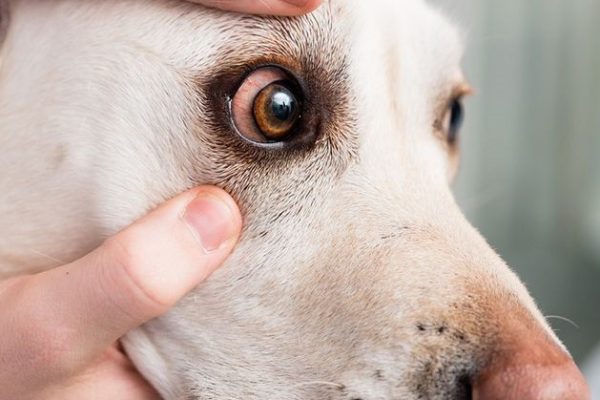 Dog Red Around Eyes Skin: Signs Your Dog Needs Attention dog red around eyes skin