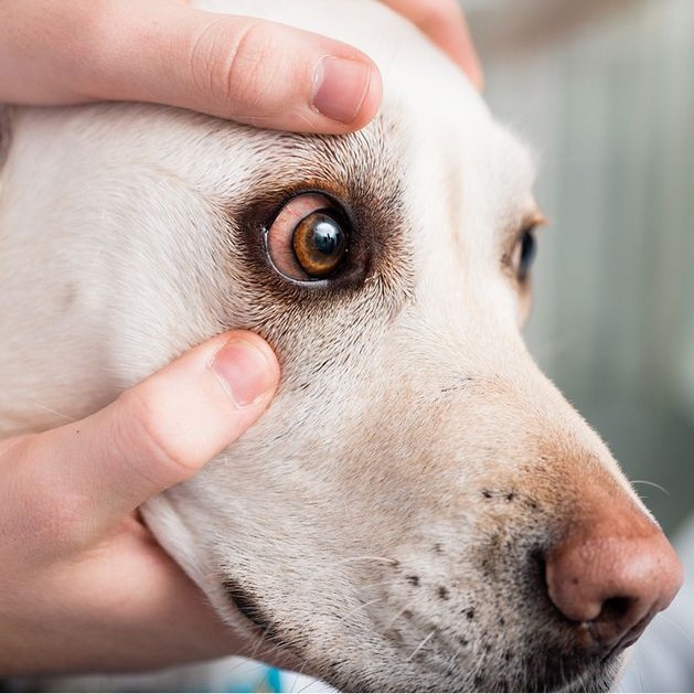 dog red around eyes skin