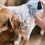 diy dog shampoo for itchy skin