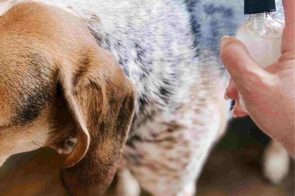 DIY Dog Shampoo for Itchy Skin: Natural Remedies You Can Trust diy dog shampoo for itchy skin