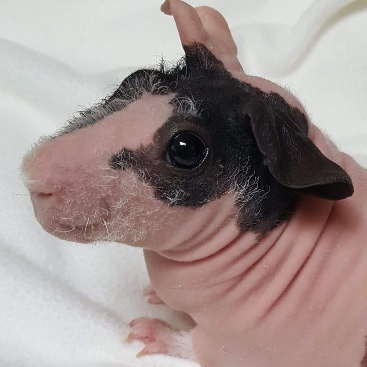hairless guinea pig