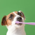 how to brush dog teeth