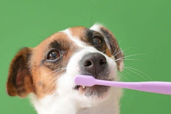 How to Brush Dog Teeth: Effective Ways for Happy Pets how to brush dog teeth