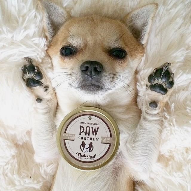 dog skin moisturizer