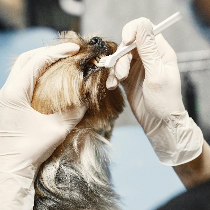 how to brush dog teeth
