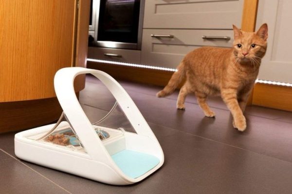 How Microchip Pet Feeder Simplify Mealtime for Busy Pet Owners microchip pet feeder
