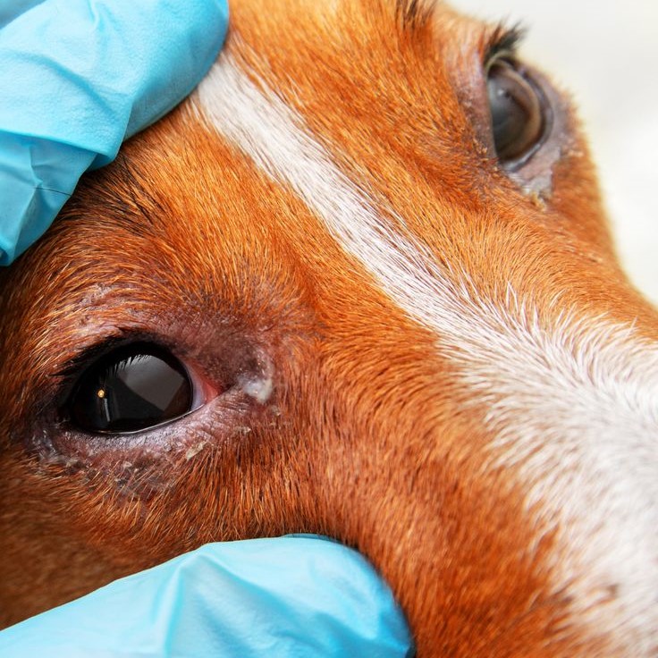 dog red around eyes skin
