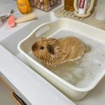 how to bathe a guinea pig