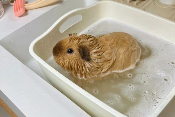How to Bathe a Guinea Pig: Caring for Fur and Skin Health how to bathe a guinea pig