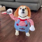 dog chucky costume