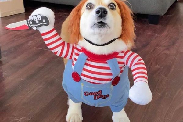 Dog Chucky Costume: Fun and Spooky Ideas for Dog Lovers dog chucky costume