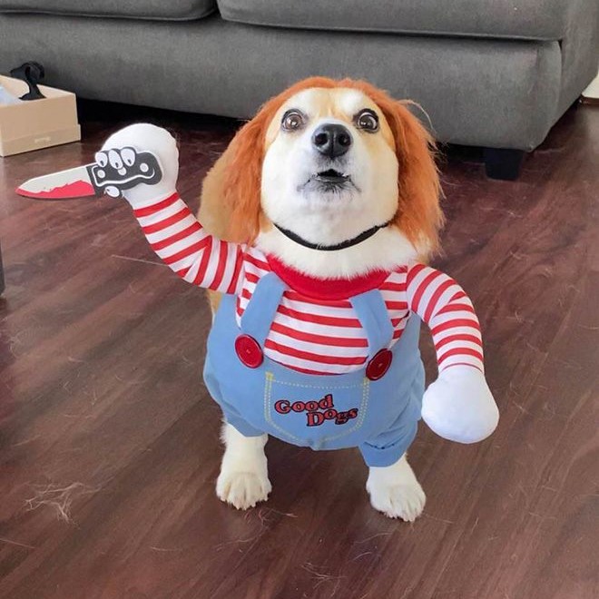 dog chucky costume