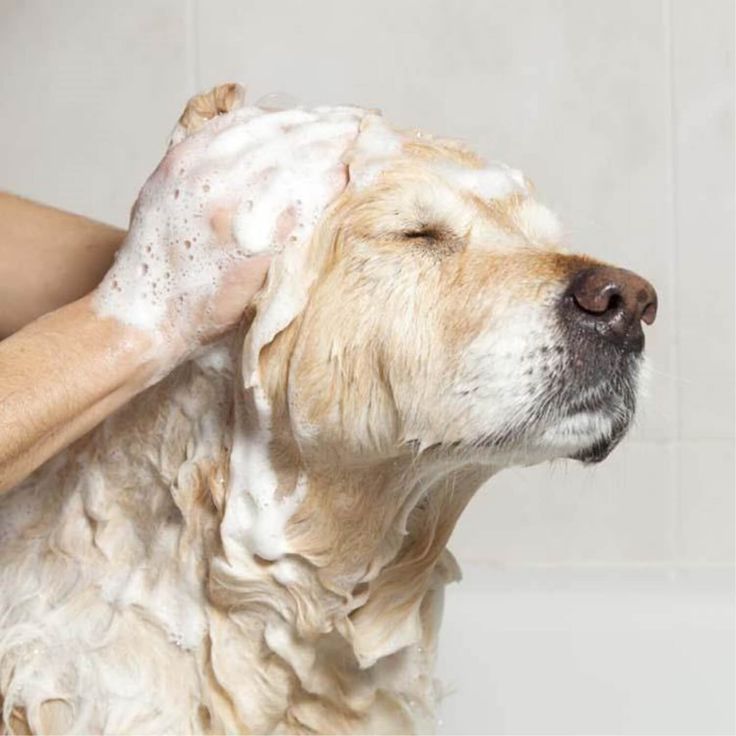 dog shampoo for itchy skin