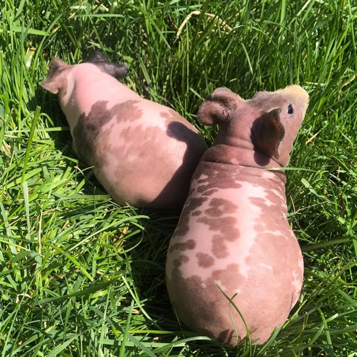 hairless guinea pig