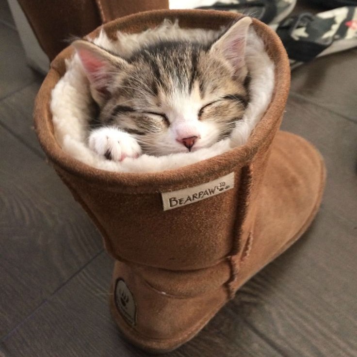 why do cats like shoes