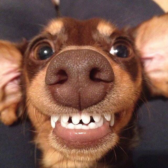 tooth chart dog teeth age