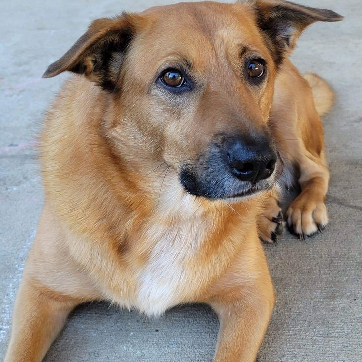 dog red around eyes skin