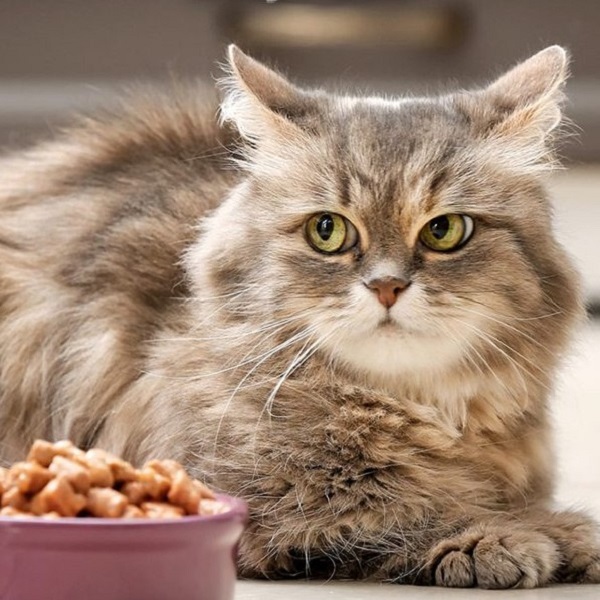 cat food for skin allergies