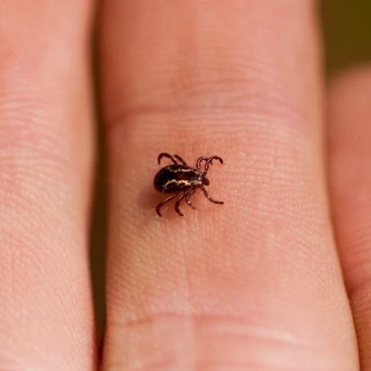 tick on dog skin