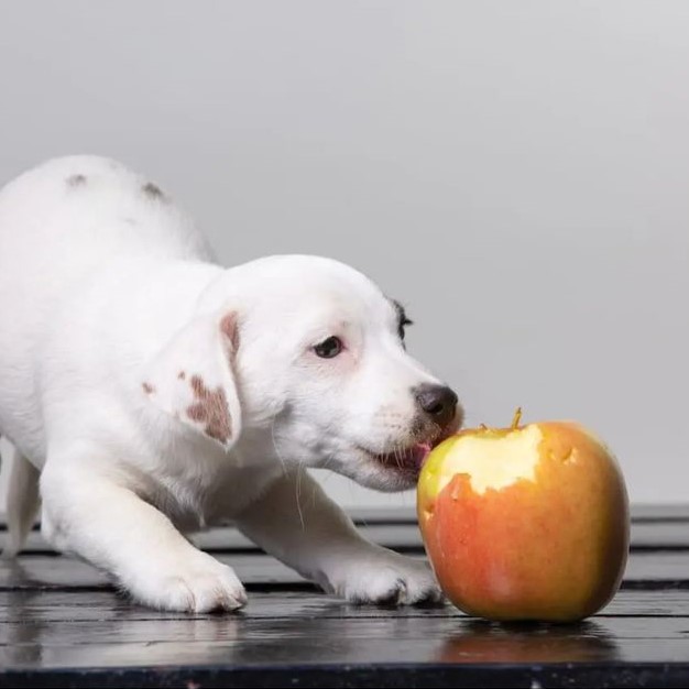 can dog eat apple skin