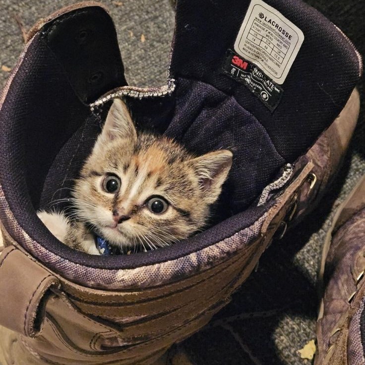 why do cats like shoes