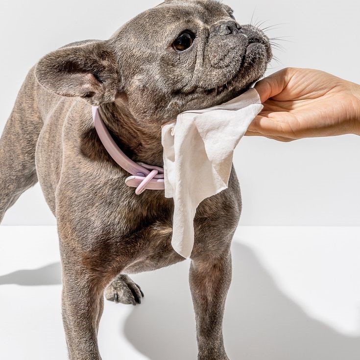 dog teeth wipes