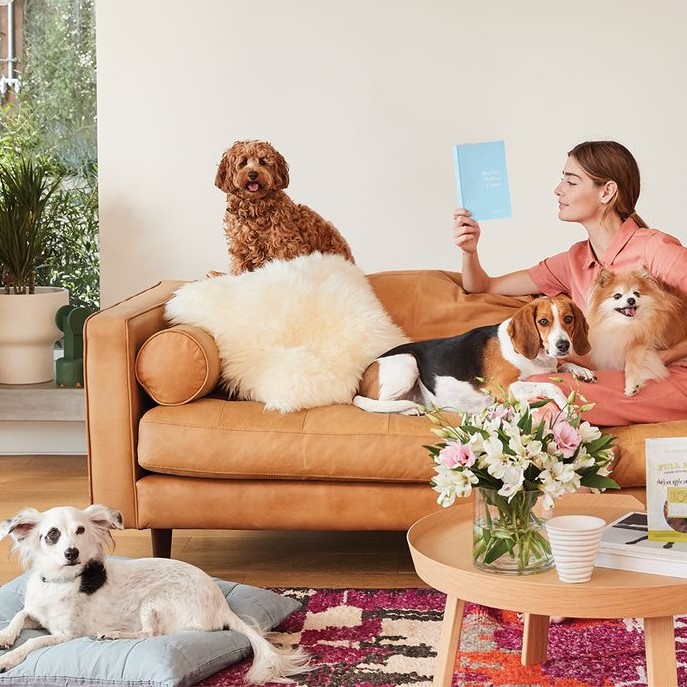 pet antibiotics