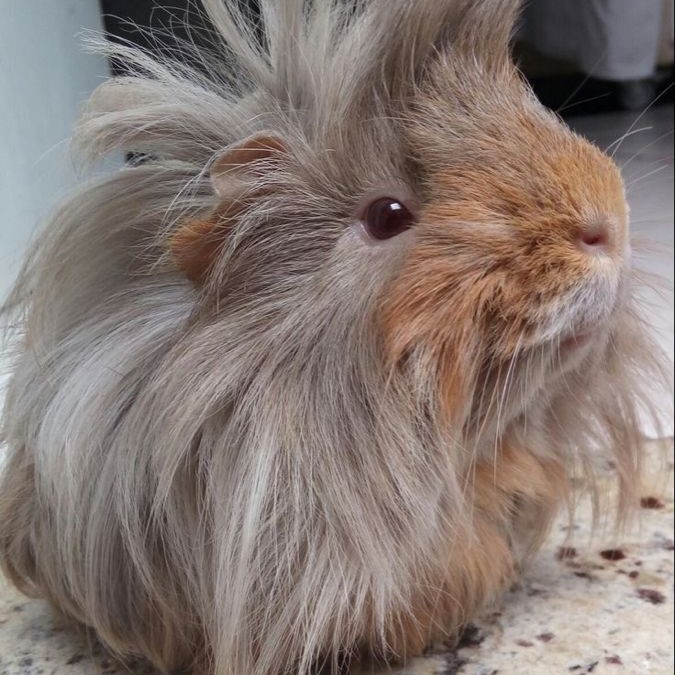 why is my guinea pig shaking