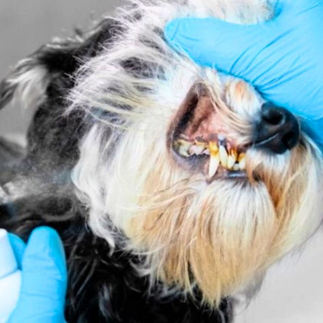 how to remove tartar from dog teeth
