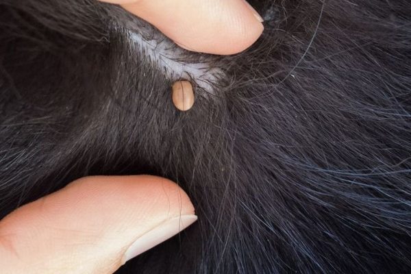 tick on dog skin