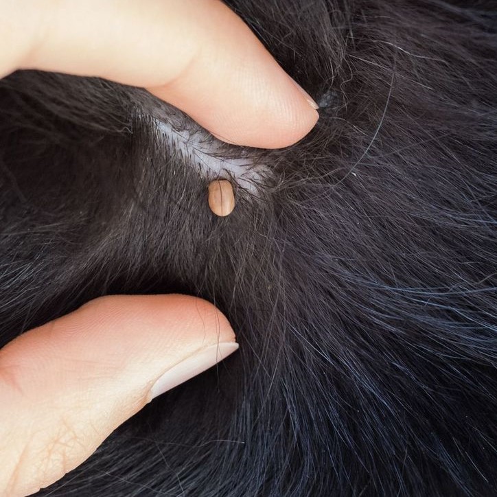 Tick on Dog Skin: Signs, Treatments, and Prevention Tips tick on dog skin