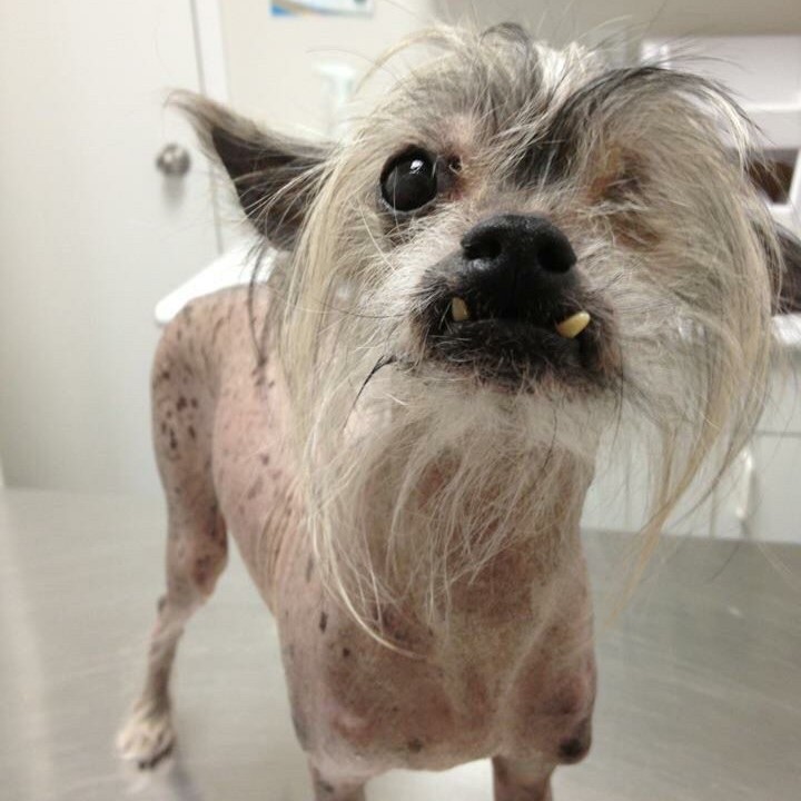 dog skin turning black itching