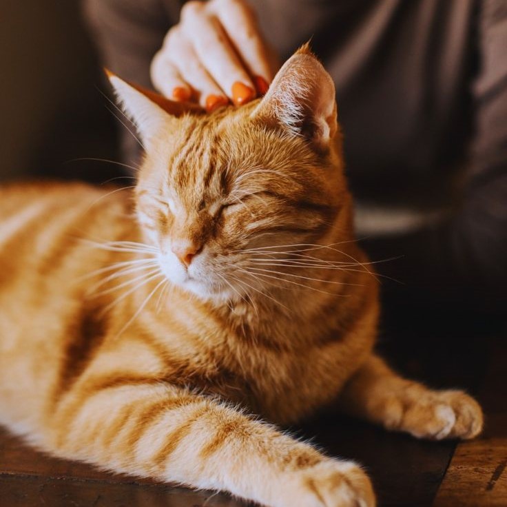 cat dry skin