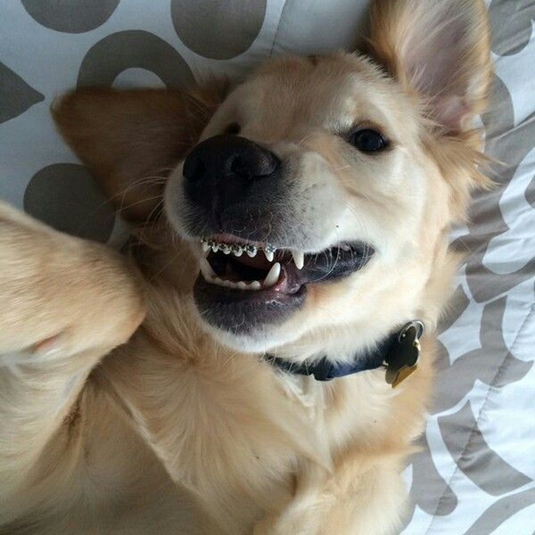 dog braces for teeth