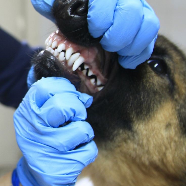 dog braces for teeth