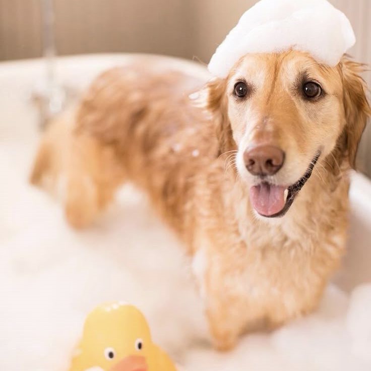 dog shampoo for itchy skin