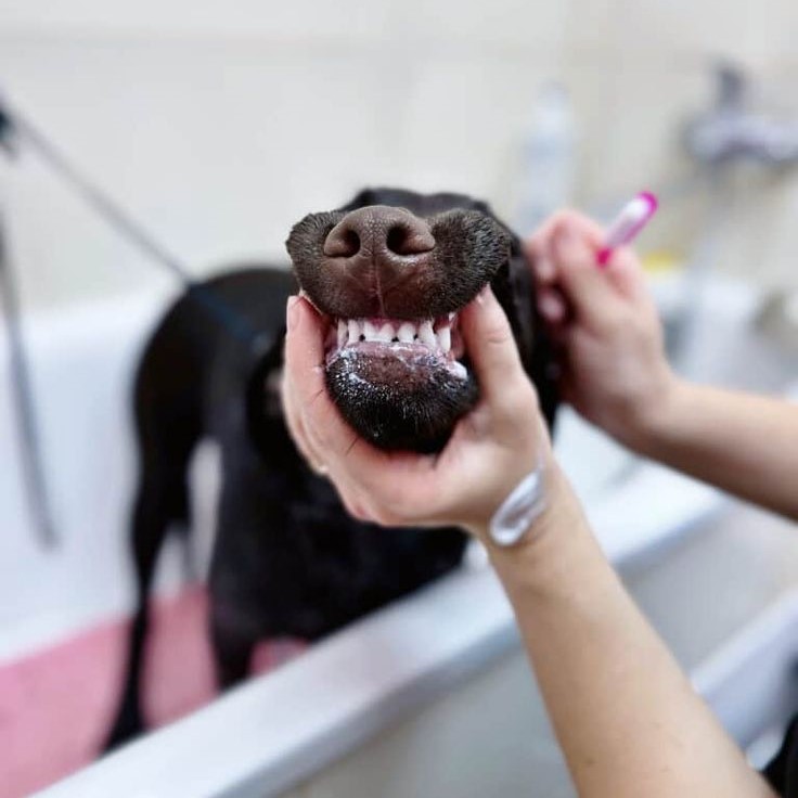 dog teeth cleaning powder