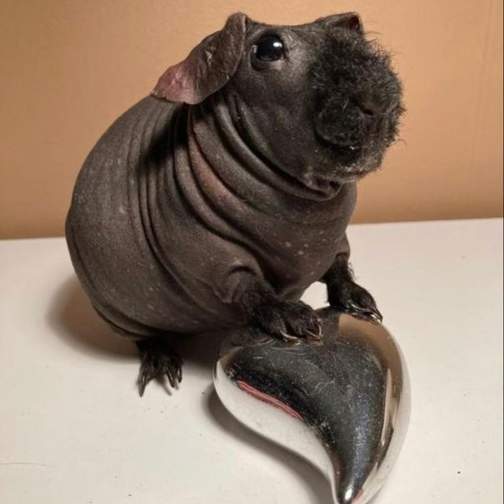hairless guinea pig