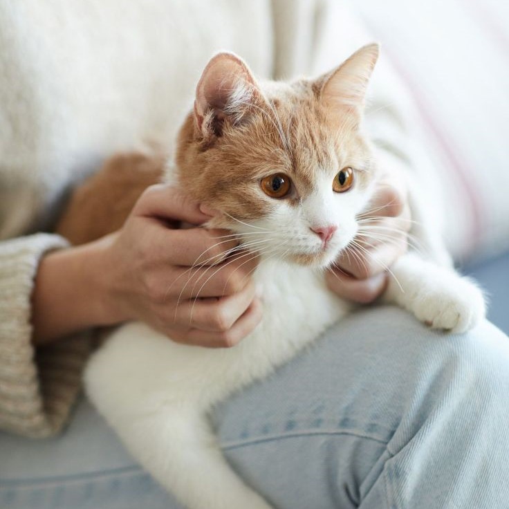 cat dry skin