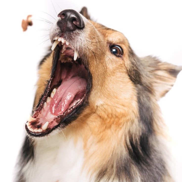 dog teeth chattering