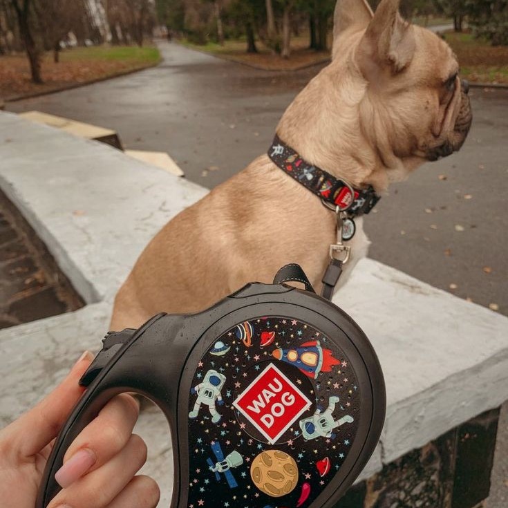slip leash for dogs