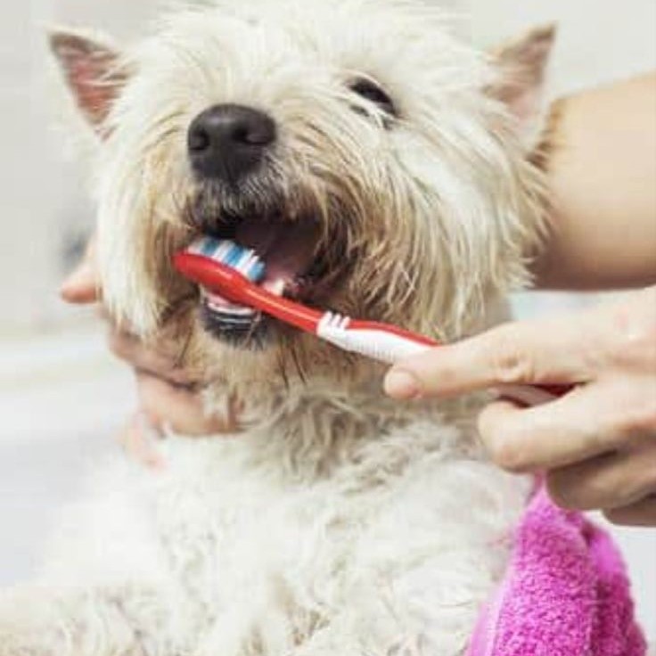 how to remove tartar from dog teeth