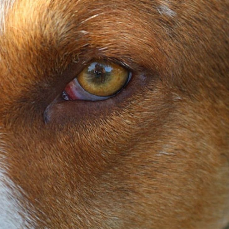 dog red around eyes skin